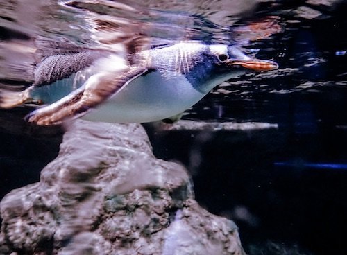 Aquario Nacional - Qué hacer en Napier con niños Aquiario Nacional