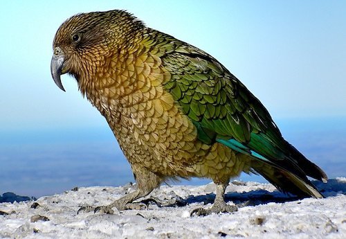 Kea 20 Especies Nativas a Nueva Zelanda