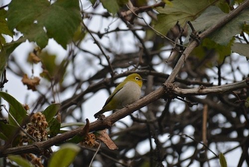 Silvereye 20 Especies Nativas a Nueva Zelanda