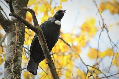 Tui 20 Especies Nativas a Nueva Zelanda