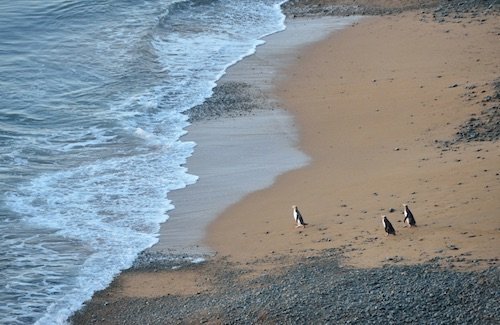 Yellow eyed Penguin 20 Especies Nativas a Nueva Zelanda
