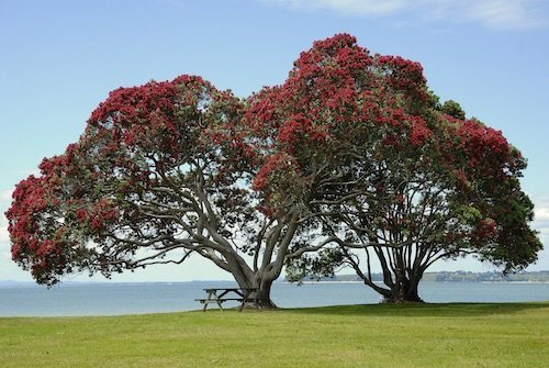 pohutikawa-tree Cómo se celebra la navidad en Nueva Zelanda