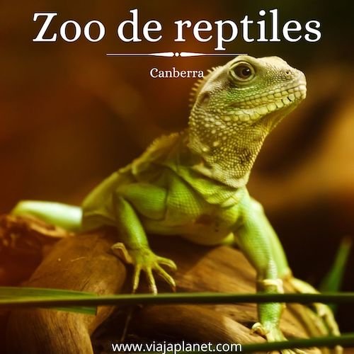 Zoo de reptiles Que hacer en Canberra con niños