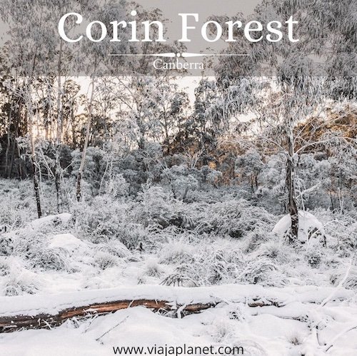 corin-forest Corin Forest