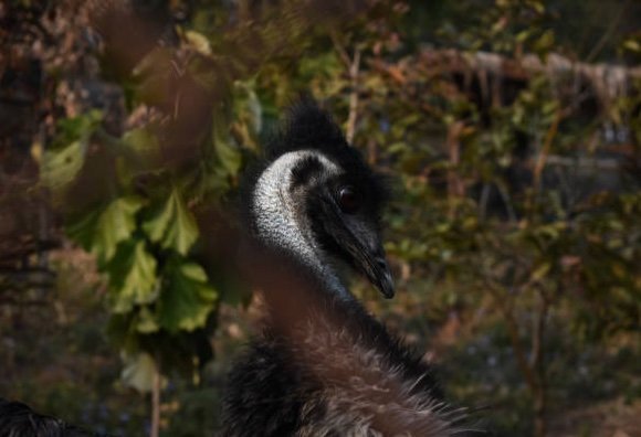 Las guerras de Emu Emu Australiano-curiosidades de Australia