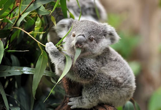koala-aus Flora y fauna de Australia